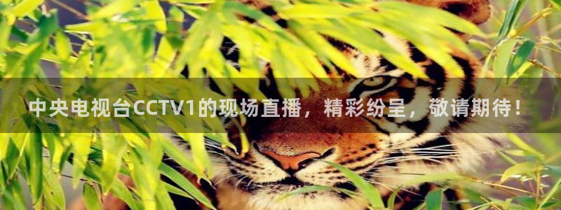 919直播：中央电视台CCTV1的现场直播，精彩纷呈，敬请期待！