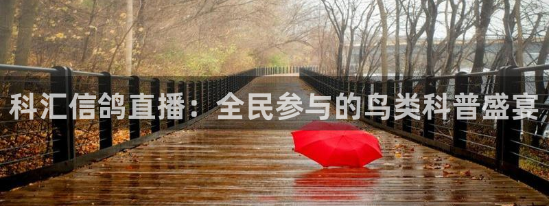 919nba直播看球观看：科汇信鸽直播：全民参与的鸟类科普盛宴